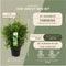 Plants by Frank | XL Bamboe Plant | 1 x Fargesia moontears 'Boobux' Ø29 cm - 70 cm - Winterharde Bamboe Planten - Niet woekerende bamboe - Bambusa - Tuinplanten
