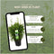 Plants by Frank | XL Bamboe Plant | 1 x Fargesia moontears 'Boobux' Ø29 cm - 70 cm - Winterharde Bamboe Planten - Niet woekerende bamboe - Bambusa - Tuinplanten