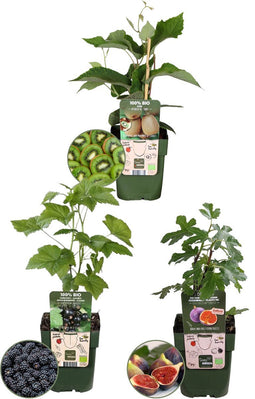 Plants by Frank | "Zoete oogst trio" BIO Fruitplanten mix set van 3 verschillende soorten | 100% Biologisch gekweekt | Fruittuin | Fruit | Planten | Tuinplanten