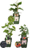 Plants by Frank |