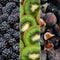 Plants by Frank |