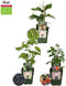 Plants by Frank |