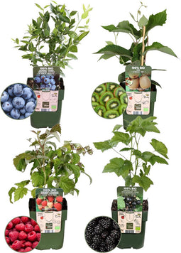 Plants by Frank | "Zomervruchten" BIO Fruitplanten mix set van 4 verschillende soorten | 100% Biologisch gekweekt | Fruittuin | Fruit | Planten | Tuinplanten