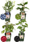 Plants by Frank |