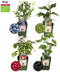 Plants by Frank |