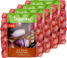 Plantuien Red Baron 14/21 - 20 Kg - Voor Dieprode Schil En Smaak - Nak-Gecertificeerd - Vroege Teelt - Platronde Vorm - Plantgoed - Bestand Tegen Weersomstandigheden - Oogst In 90 Dagen - Organifer