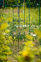 Plastia Berberis Trellis plantensteun132,5 cm hoog x 38 cm rond