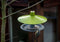 Plastia Vogelvoederhuis Finch Groen