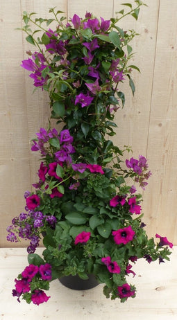 Plastic plantenbak antraciet Bougainvillea roze met zomerbloeiers r...