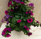 Plastic plantenbak antraciet Bougainvillea roze met zomerbloeiers r...