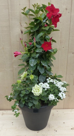 Plastic plantenbak antraciet Dipladenia Mandevilla Sundaville rood...