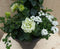 Plastic plantenbak antraciet Dipladenia Mandevilla Sundaville rood...