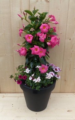 Plastic plantenbak antraciet Dipladenia Mandevilla Sundaville roze...