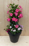 Plastic plantenbak antraciet Dipladenia Mandevilla Sundaville roze...
