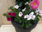 Plastic plantenbak antraciet Dipladenia Mandevilla Sundaville roze...
