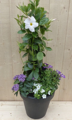 Plastic plantenbak antraciet Dipladenia Mandevilla Sundaville wit m...