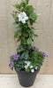 Plastic plantenbak antraciet Dipladenia Mandevilla Sundaville wit m...