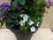 Plastic plantenbak antraciet Dipladenia Mandevilla Sundaville wit m...