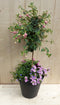 Plastic plantenbak antraciet Fuchsia roze met zomerbloeiers roze h8...