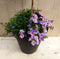 Plastic plantenbak antraciet Fuchsia roze met zomerbloeiers roze h8...