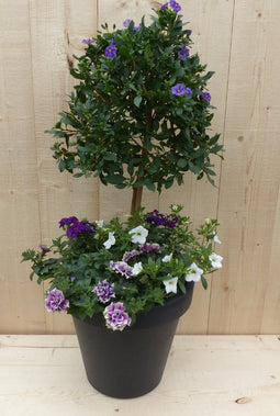 Plastic plantenbak antraciet Solanum Nachtschade met zomerbloeiers...