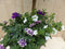Plastic plantenbak antraciet Solanum Nachtschade met zomerbloeiers...