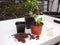 Plastic stekpotjes H9,5x9x9cm set a 7 stuks