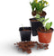 Plastic stekpotjes H9,5x9x9cm set a 7 stuks