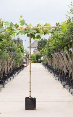 Plataan vierkant dak - Platanus hispanica 200 cm stamhoogte (6 - 10 cm stamomtrek)