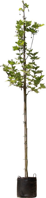 Platanenboom - 'Platanus hispanica’ 300 - 400 cm totaalhoogte (10 - 14 cm stamomtrek)