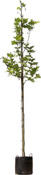Platanenboom - 'Platanus hispanica’ 300 - 400 cm totaalhoogte (10 - 14 cm stamomtrek)