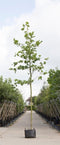 Platanenboom - 'Platanus hispanica’ 300 - 400 cm totaalhoogte (10 - 14 cm stamomtrek)