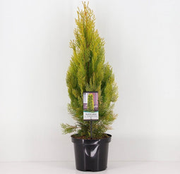 Platycladus orientalis 'Pyramidalis Aurea' - Oosterse levensboom - Planthoogte: 40-50 cm - Pot Ø 19 cm (3 liter)