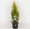 Platycladus orientalis 'Pyramidalis Aurea' - Oosterse levensboom - Planthoogte: 40-50 cm - Pot Ø 19 cm (3 liter)