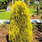 Platycladus orientalis 'Pyramidalis Aurea' - Oosterse levensboom - Planthoogte: 40-50 cm - Pot Ø 19 cm (3 liter)