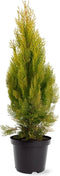 Platycladus orientalis 'Pyramidalis Aurea' - Oosterse levensboom - Planthoogte: 40-50 cm - Pot Ø 19 cm (3 liter)