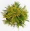 Platycladus orientalis 'Pyramidalis Aurea' - Oosterse levensboom - Planthoogte: 40-50 cm - Pot Ø 19 cm (3 liter)