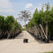 Rode leibeuk 150 cm | Fagus syl. 'Atropunicea' 8-12 cm 150 cm| Bomenbezorgd.nl