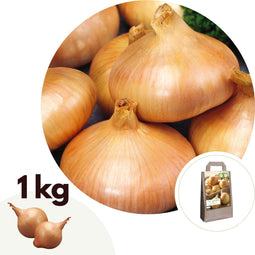 Plant in a Box - Onions Stuttgarter Riesen - 1 Kilo Uien - Voor 1m2 - Planten in het voorjaar