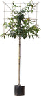 Japanse sierkers leiboom 180 cm | Prunus serrulata 6-10 cm 180 cm| Bomenbezorgd.nl