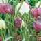 Baltus - Bollen Fritillaria Meleagris 20 stuks