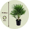 Plant in a Box - Chamaerops Humilis - Laag schild - Pokon - Tuinpalm - Winterhard - Pot 21cm - Hoogte 70-80cm