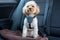 Hondentuigje Company of Animals CarSafe Zwart Maat M