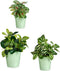 Pottenset Groen Klei (6 Stuks)
