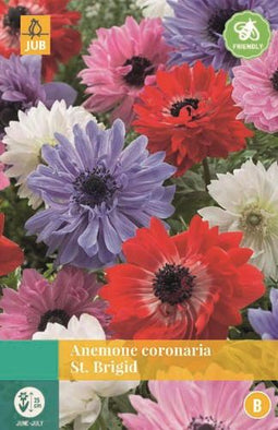 Jub - Anemone Coronaria St. Brigid Mix