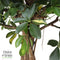 Schefflera Arboricola Gold Capella in Elho® Greenville pot ↨ 100cm - hoge kwaliteit planten