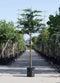 Leihaagbeuk 180 cm | Carpinus betulus 8 - 12cm 180cm| Bomenbezorgd.nl