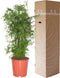 Polyscias Ming ↨ 90cm - hoge kwaliteit planten