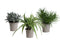Mini Green | Trio Eden Collection ® in zomers zink (taupe)