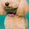 MINI DOG Tickless - Black - Anti Teek - Herlaadbaar